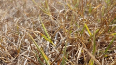 Geomantis larvoides