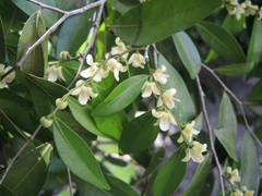 Oxandra lanceolata