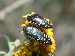 Acmaeodera flavopicta