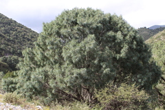 Pinus pinceana
