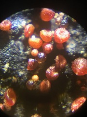 Dialonectria episphaeria