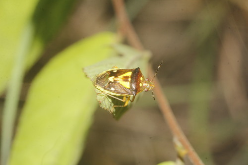 Mormidea collaris