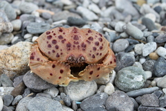 Calappa granulata
