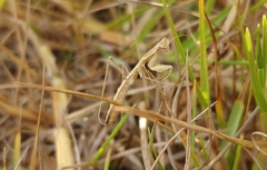 Geomantis larvoides