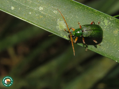 Cochabamba marginata