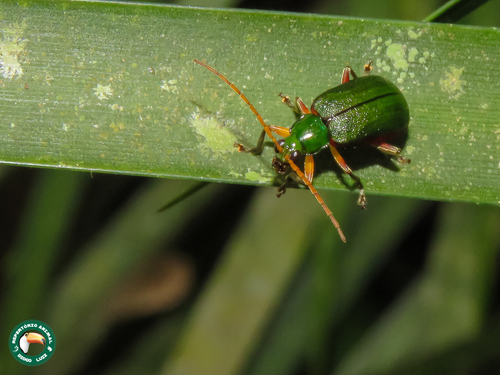 Cochabamba marginata