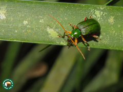 Cochabamba marginata