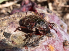 Euphoria leucographa