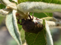 Euphoria leucographa