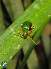 Cochabamba marginata