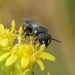 Hylaeus mesillae cressoni