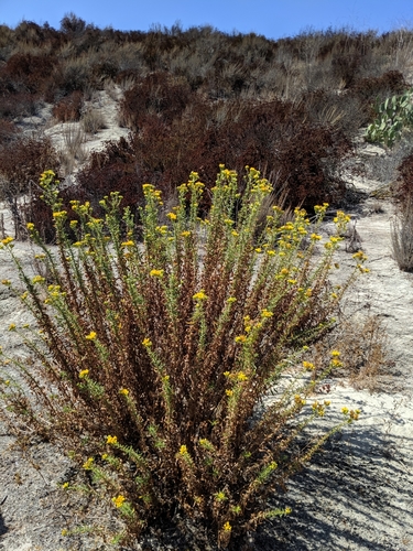 iNaturalist observation photo of Coastal Goldenbush
