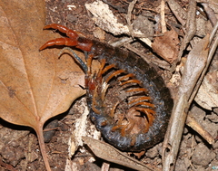 Cormocephalus westwoodi