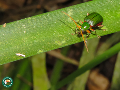 Cochabamba marginata