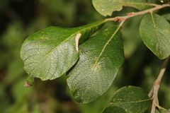 Phyllonorycter salicicolella