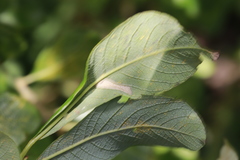 Phyllonorycter salicicolella