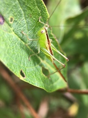 Conocephalus brevipennis