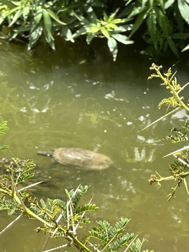Mauremys leprosa
