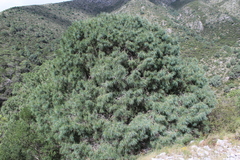 Pinus pinceana