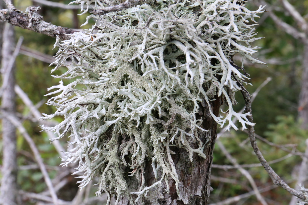 Pseudevernia