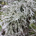 Pseudevernia - Photo (c) Lada Malek, some rights reserved (CC BY-NC), uploaded by Lada Malek