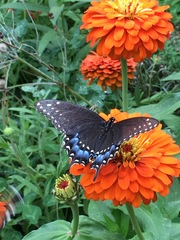 Papilio polyxenes asterius