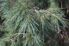 Pinus pinceana