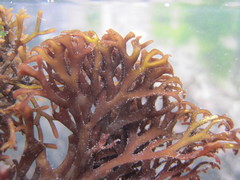 Trematocarpus dichotomus