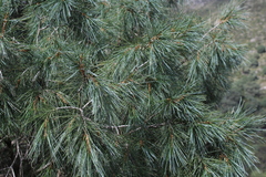Pinus pinceana