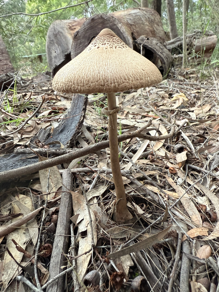 Macrolepiota clelandii · May 2025 · photo: © mulgara (iNaturalist, cc0)