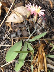 Launaea nana