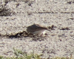 Ammomanopsis grayi