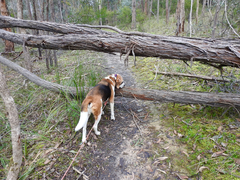 Eucalyptus macrorhyncha