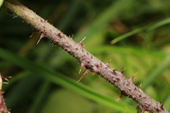 Rubus tuberculatus
