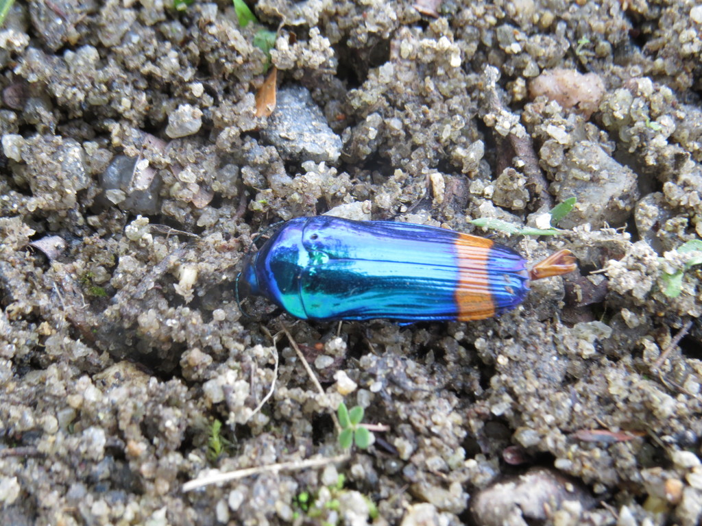 Conognatha amoena