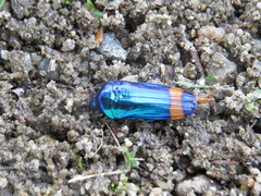 Conognatha amoena