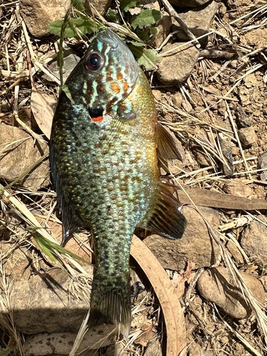 Pumpkinseed