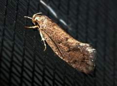 Syncometes vilis