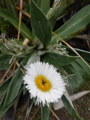 Celmisia semicordata