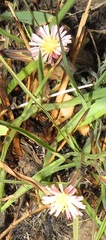Launaea nana