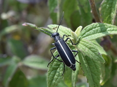 Epicauta cinctipennis