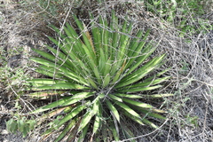 Agave filifera