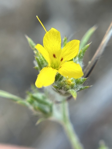 yellow-flowered eriastrum (Eriastrum luteum)