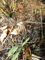 Launaea nana