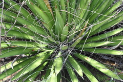 Agave filifera