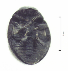 Telsimia subviridis