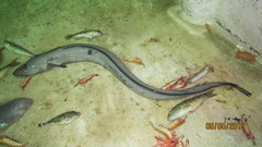 Conger oceanicus