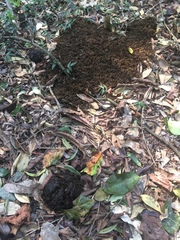 Tapirus terrestris