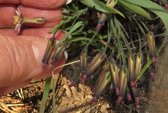 Launaea nana