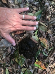 Tapirus terrestris